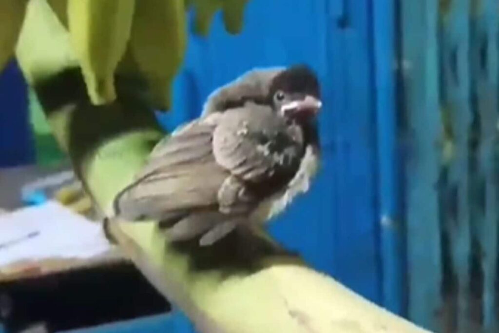 Tamil Man’s Kind Gesture Of Making Room For 2 Birds In His Banana Shop Impress Locals
