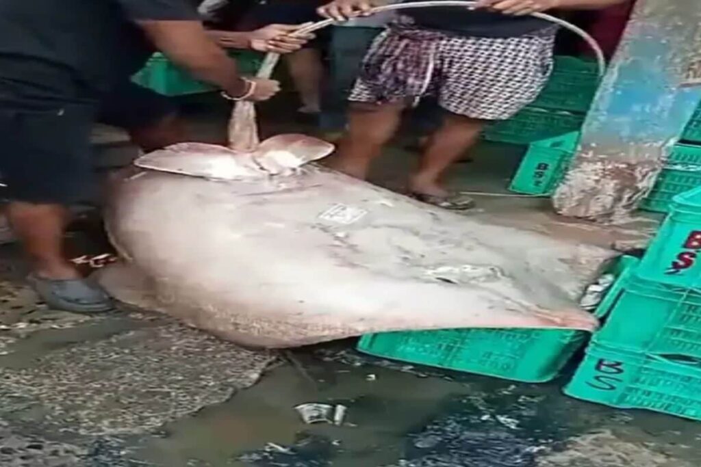 In Bengal's Digha, 40 Kg Stingray Auctioned At  Rs 1 Lakh
