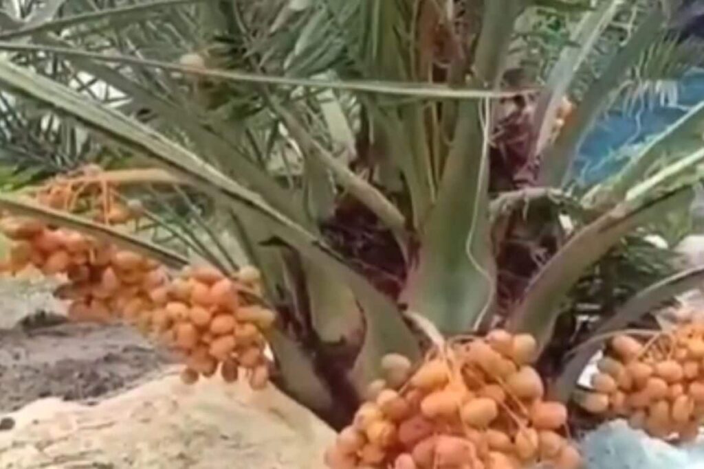 This Bengal Farmer Earns A Living By Selling Arabian Dates Harvested In His Field
