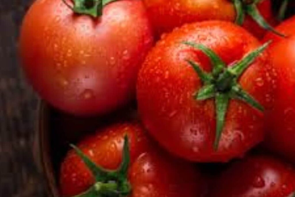 Karnataka's Kolar Model Transforms Tomato Farming In Koppal