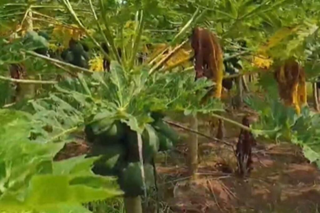 Why Farmers Of Andhra's Godavari District Shifted To Papaya Cultivation