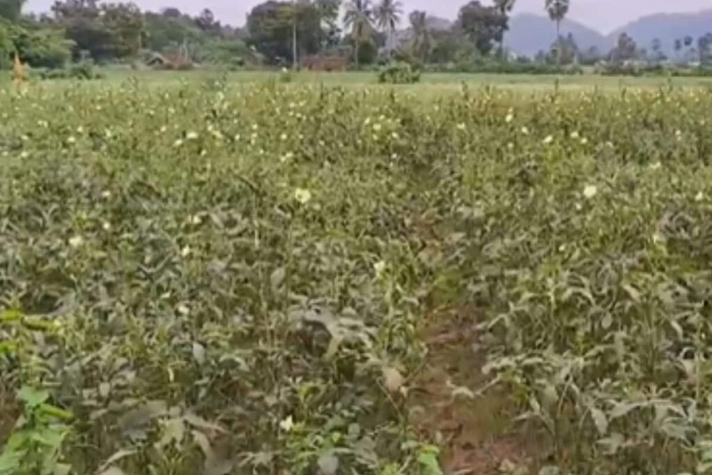 West Godavari Farmers Turn To Okra For Profitable Summer Yields