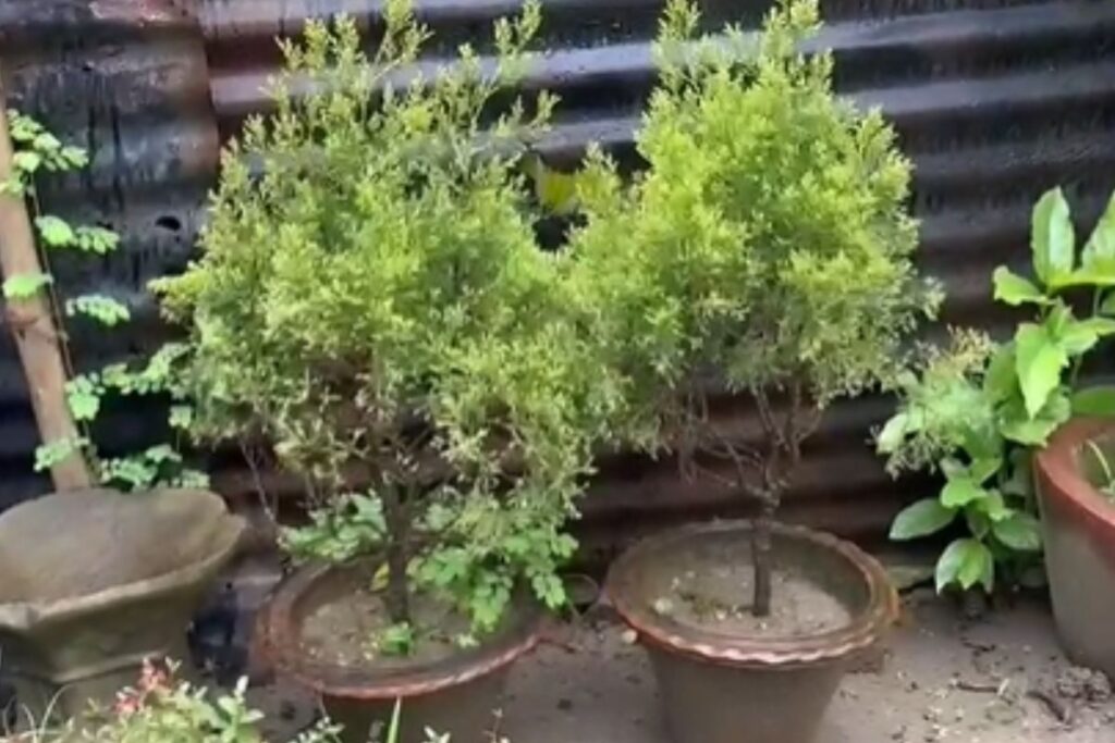 Why Rainy Season Is Best For Planting Trees