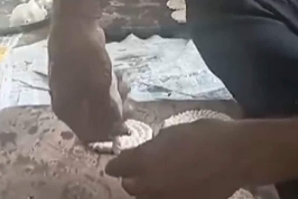 Karnataka’s Sirsi Organises Chakkuli-eating Competition Check Winners