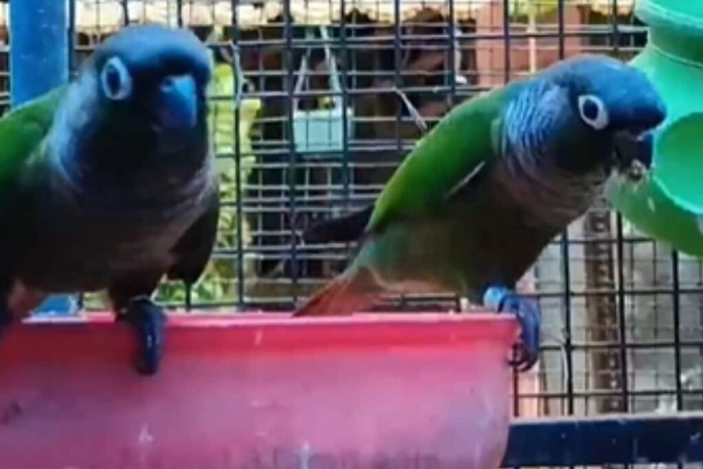 In Memory Of His Father, Tamil Man Converts Farmhouse Into Animal Sanctuary