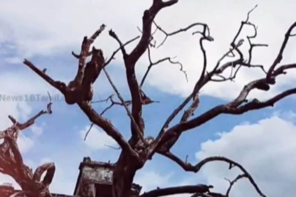 Inside Tamil Nadu's Sevalpatti Zamin Palace: The Mysteries Of A Once Majestic Residence