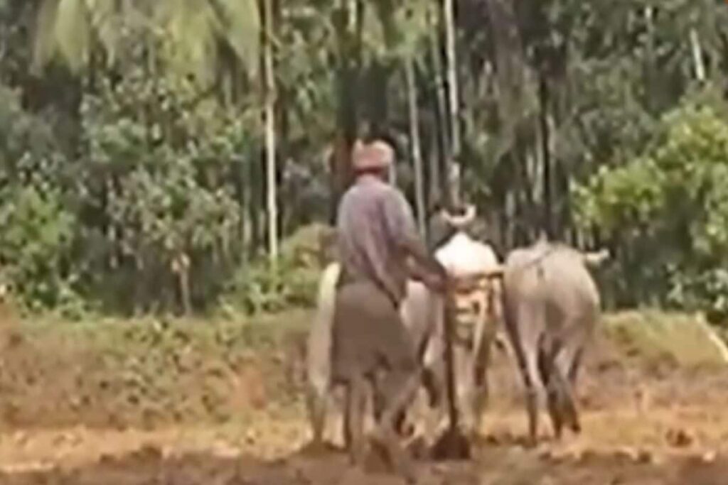 How Dakshin Kannada’s Traditional Practice Of Cultivation Fuelled A Sense Of Community