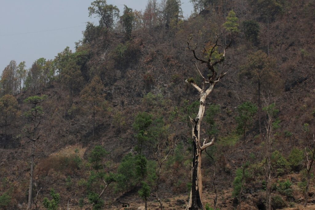 Nepal: Three Missing Indians Rescued From Forest 10 Hours After Disappearance