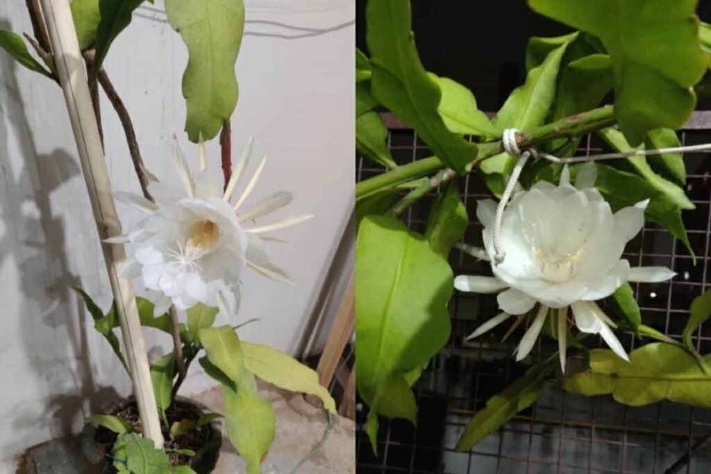 This Rare Flower Grown In Himalayan Region Is Considered An Avatar Of Lord Brahma