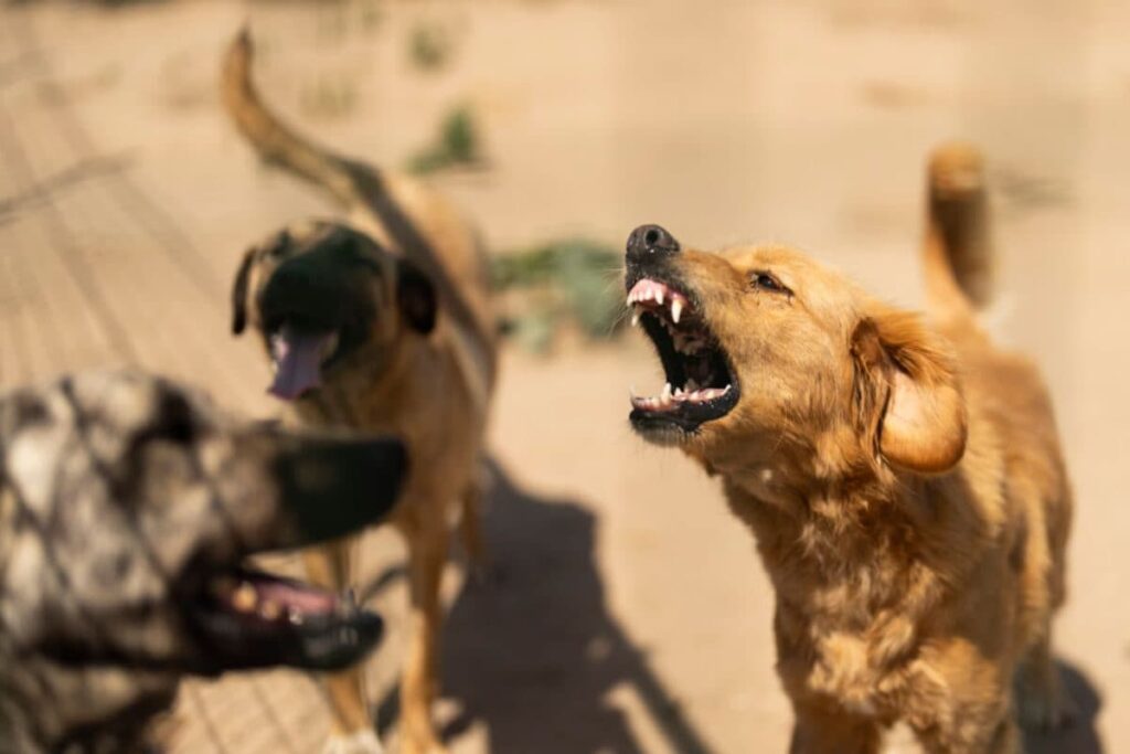 'Bites People, Eats Raw Meat': Days After Being Bitten, MP Man Starts Behaving Like a Dog Himself