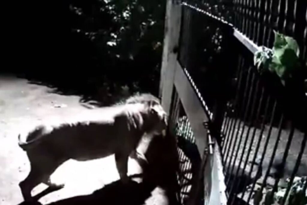 Lions Vs Dogs: Only Gate Separating Them, Gujarat Video Showing Faceoff Goes Viral | WATCH