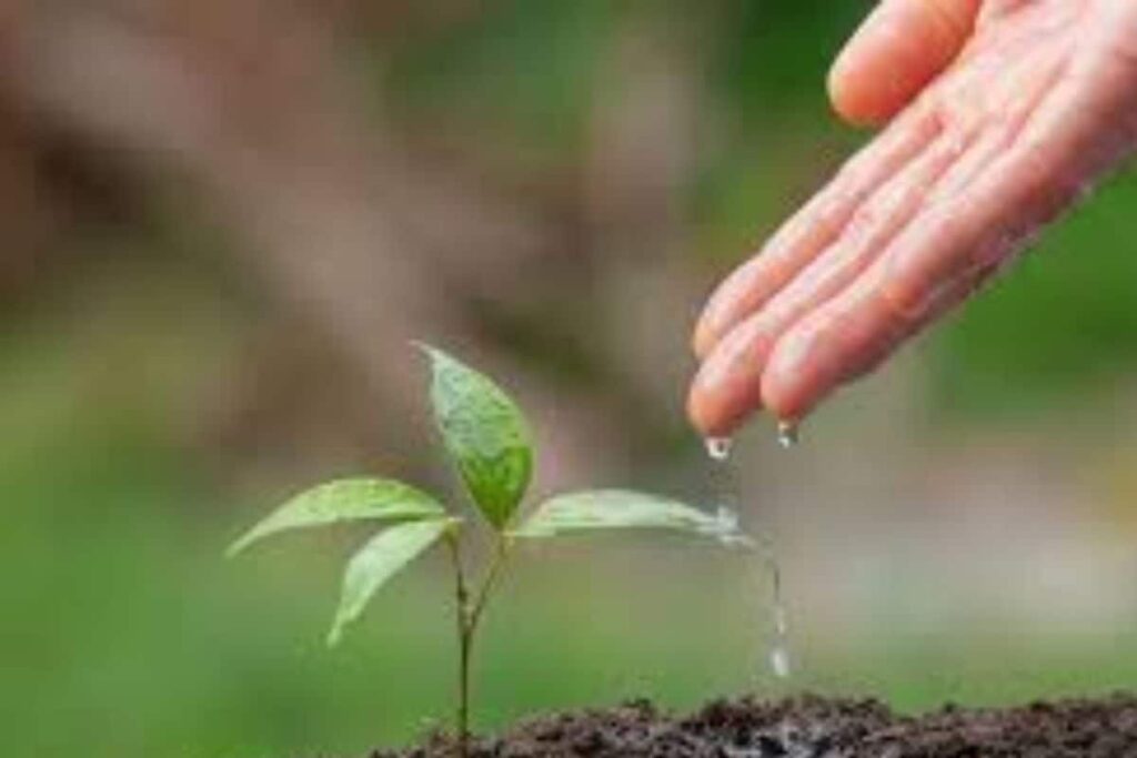 Extra Marks for Each Tree Planted: How Rajasthan's Green Drive Is Rewarding Students