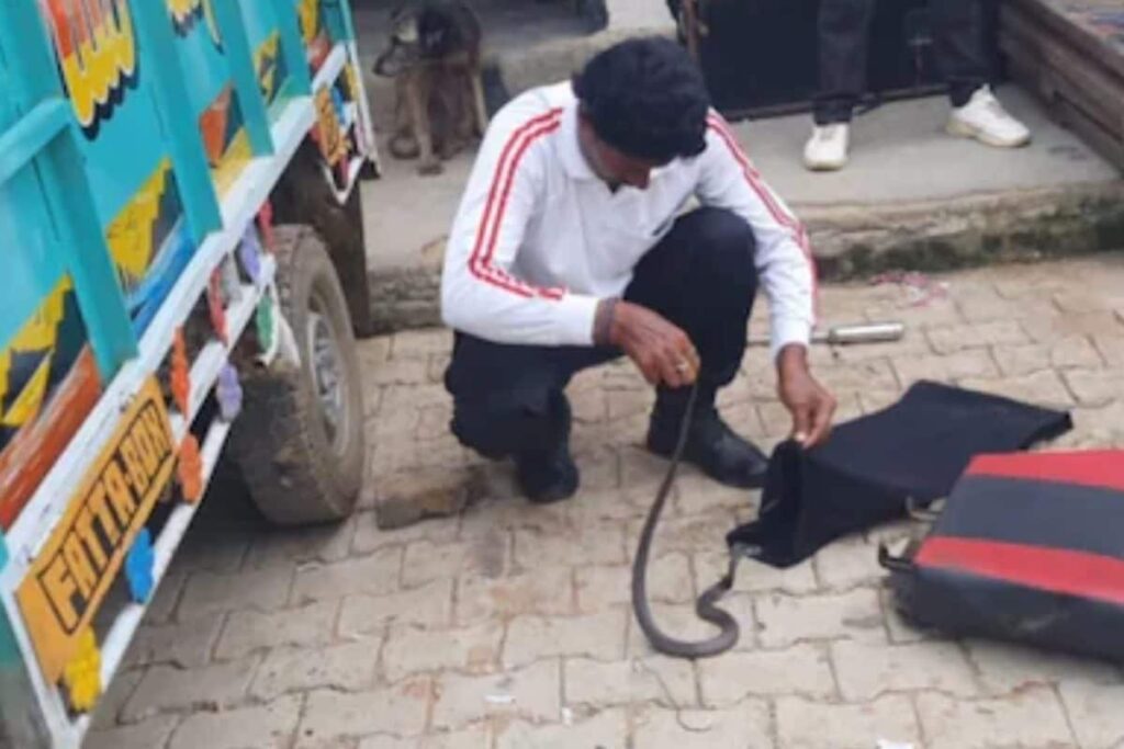 Rajasthan Driver Startled to Find 3-Foot Cobra Hiding Under Truck Seat