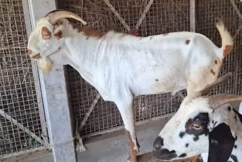 A Goat Breed, Also Known As 'Poor Man's Cow', Has Turned Lucrative for This UP Farmer