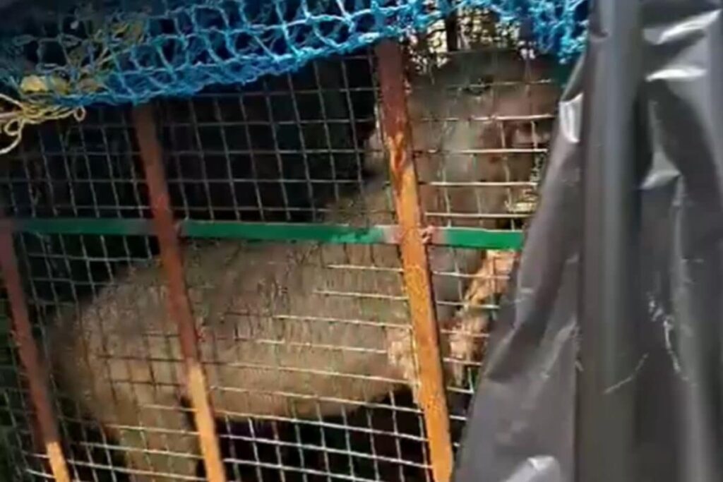 Wolf That Killed 8 Children in UP's Bharaich Caught by Forest Team in 'Operation Bhediya'