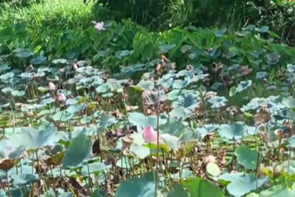 Visiting Thiruvananthapuram? Explore This Lotus Pond At Adayamon