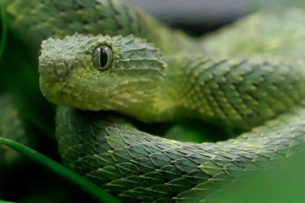 Chaos at UP Hospital after Snake-Bite Victim Arrives with Snake in Bag
