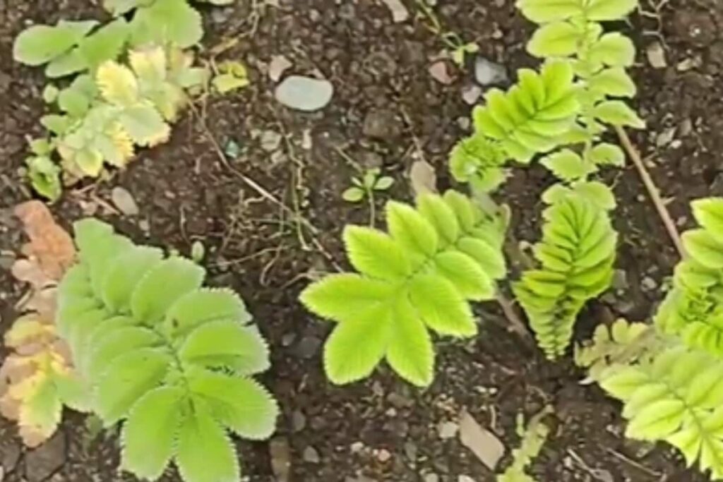 Vajradanti: Herbal Panacea For Dental And A Range Of Health Issues