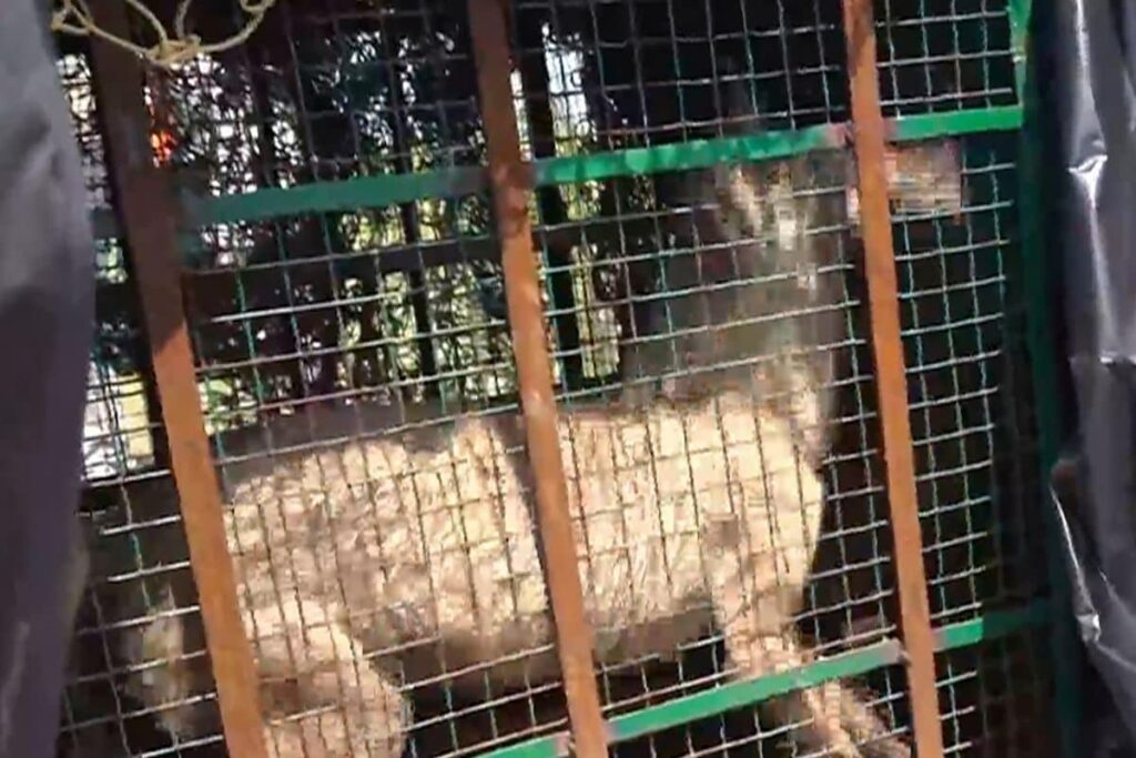 Why Are Wolves in Bahraich Turning Man-Eaters? Experts Point to 'Revenge Tendency' & Loss of Habitat