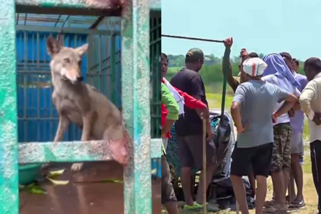 'Shoot On Sight': UP Govt Makes Big Move As Man-Eater Wolves Kill 8 In Bahriach Terror