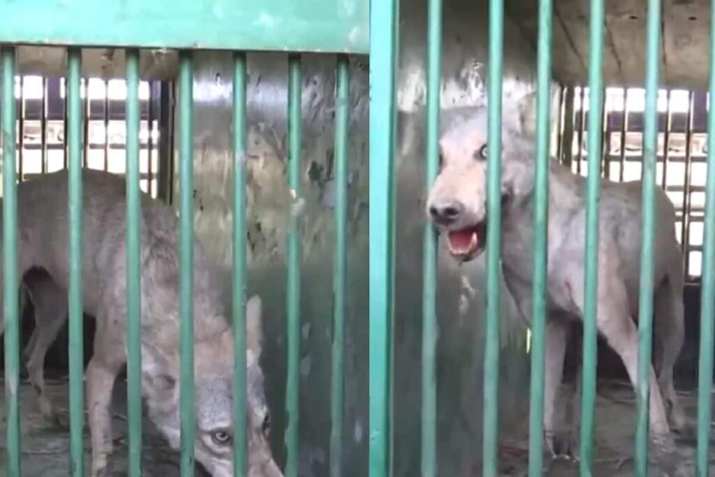 Forest Officials Shun Drones, Follow Pug Marks To Capture Fifth Wolf After Deadly Attacks In Bahraich | Video