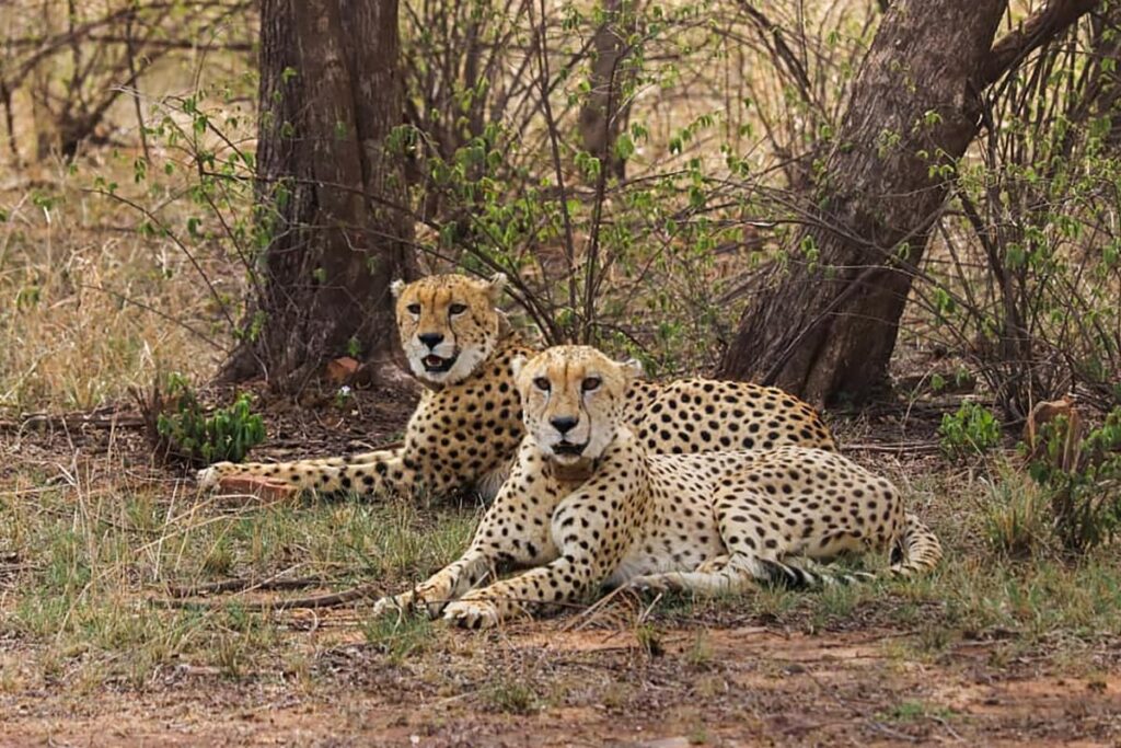 Inter-State Cheetah Conservation Complex to Come Up In Kuno-Gandhi Sagar Landscape, Covering MP, Rajasthan, UP