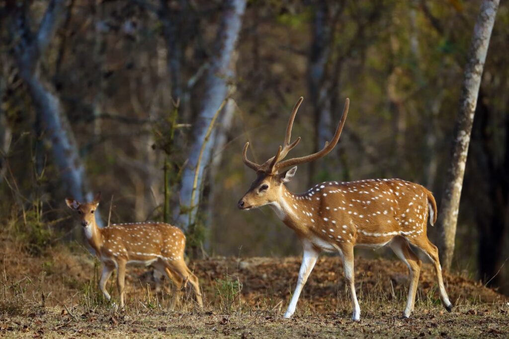 'Huge Prey Shortage': India to Captive-Breed Chital, Blackbuck to Sustain Its Imported African Cheetahs