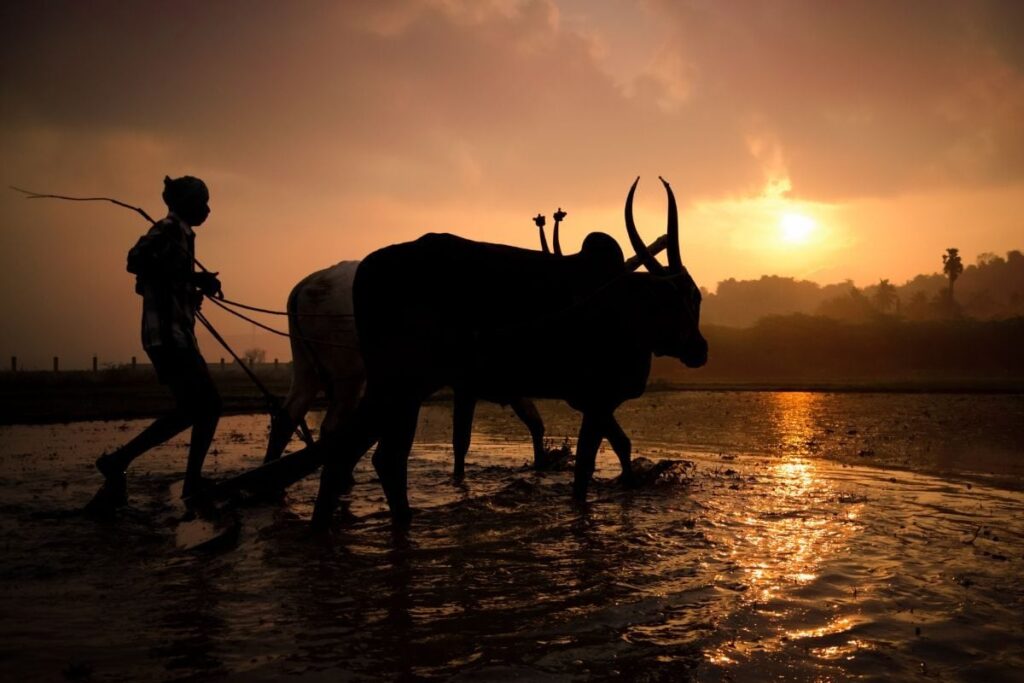 6 Years of PM-AASHA: How Agri Scheme is Securing Farmers’ Income With MSP & Expanding Crop Production