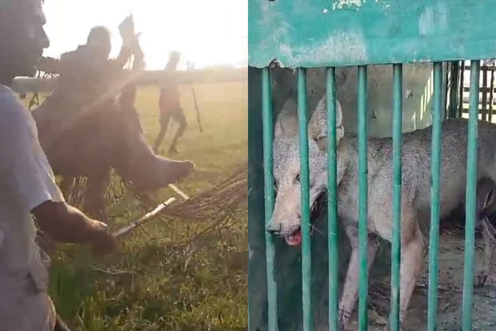 Fifth Man-Eater Wolf Captured by Villagers in UP Using 'Haaka Method', Hunt On For The Last of The Pack