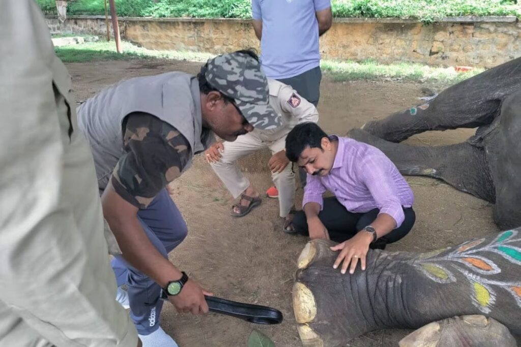Ahead Of Mysuru Dasara Festival, Elephants Receive Special Care