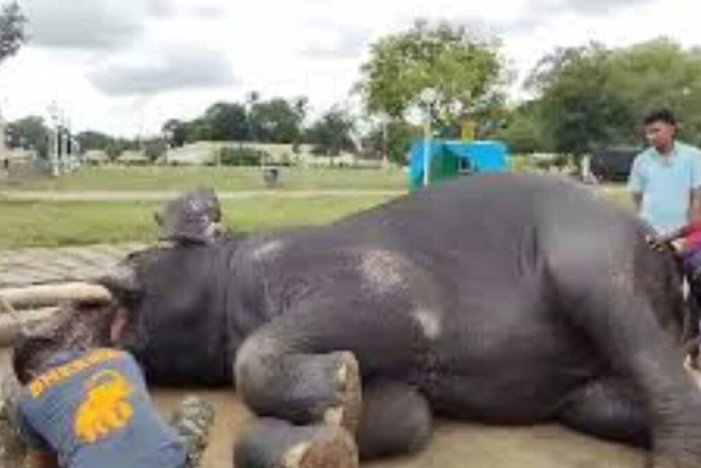 How Mysore Dasara's Star Elephant Bheema Enjoys Bath Time