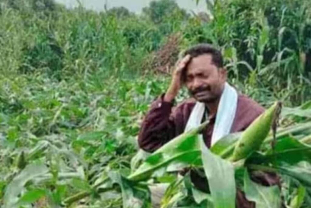 Continuous Rainfall In Telangana Devastates 18,000 Acres Of Crops Leaving Farmers Distressed