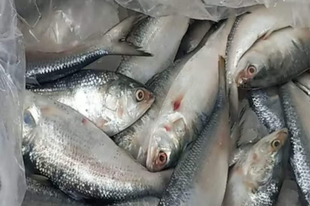 In Bengal's Malda, Hilsa Fish Thief Caught Red-handed In Market