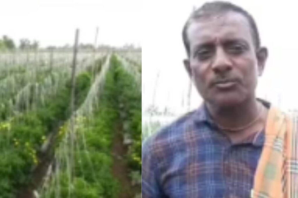 Karnataka Farmer Turns Flood And Drought Woes Into Fortune With Green Chillies