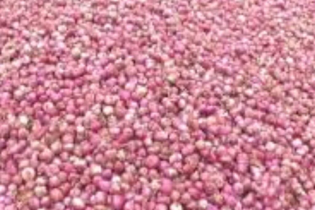 Kurnool Onion Farmers Appeal For Govt Support Amid Price Drop And Heavy Rains
