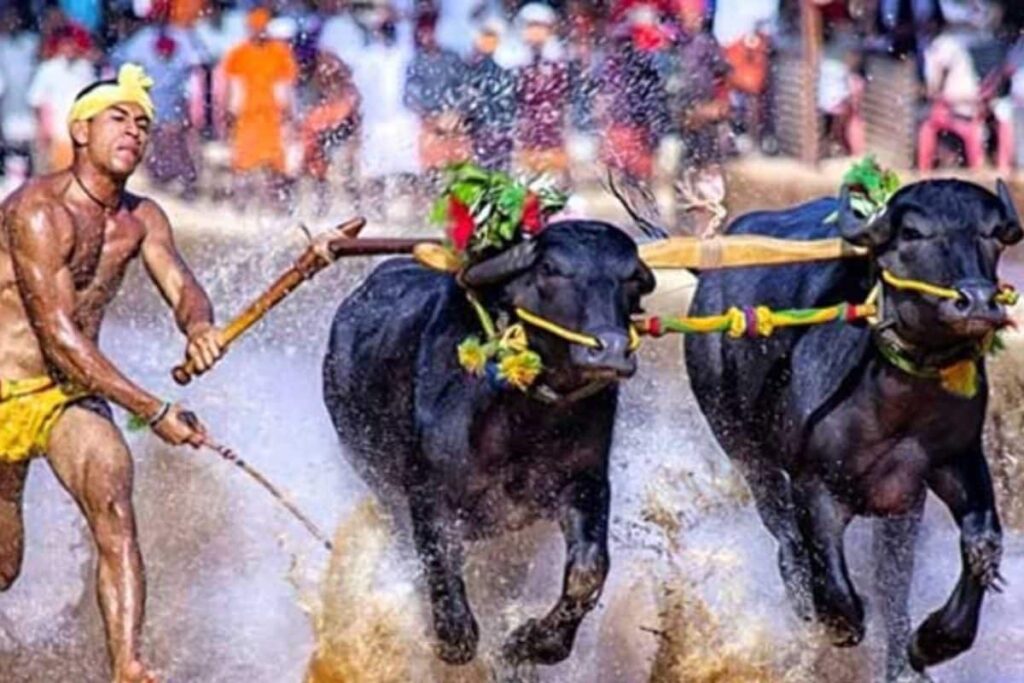 Pilikula Kambala 2024: Dakshin Kannada’s Buffalo Race Event To Be Revived After 13 Years