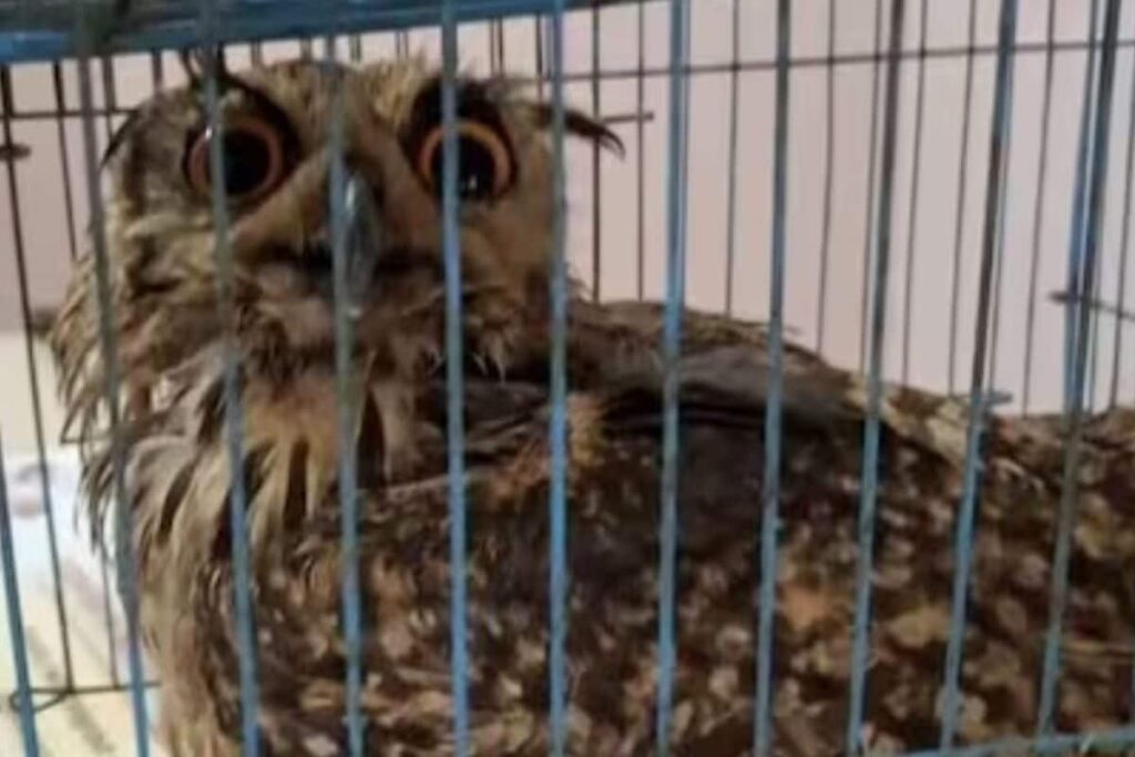 In Andhra Pradesh’s Kakinada, Injured Wild Bird Rescued By Local Farmer and Forest Officials