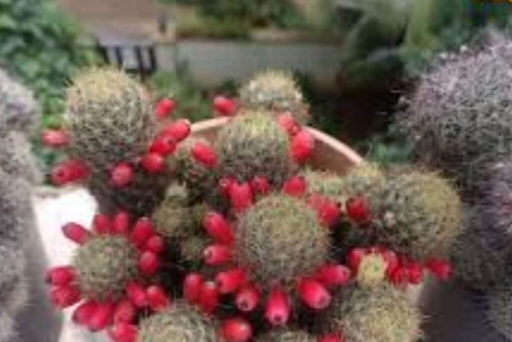 This Retired Andhra Govt Employee Has Grown Plants On Roof And Walls Of His House