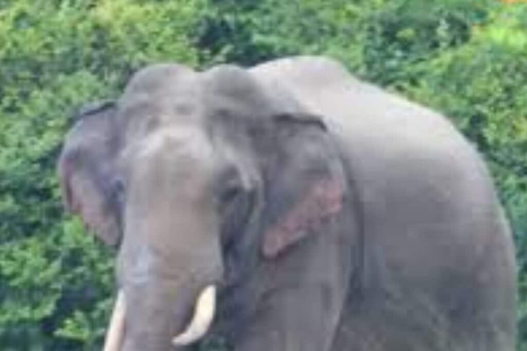 Elephant Gets 'Drunk' In Bengal After Consuming Rice Beer