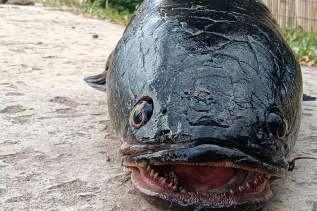 In West Bengal’s Malda, Fisherman Catches Giant-sized Rare Snakehead Fish