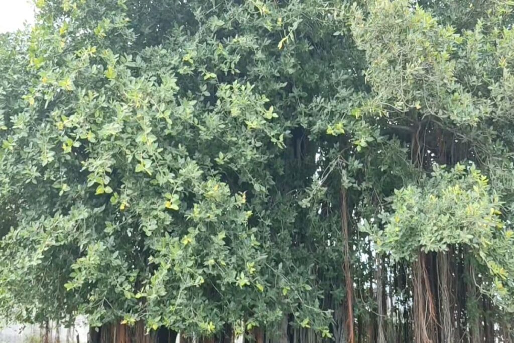 What Makes This 150-year-old Banyan Tree In Telangana Unique