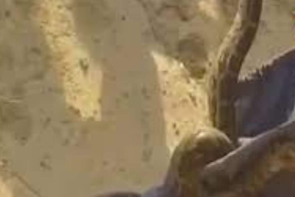 Villagers Find 10-Foot Python Near Subarnarekha River In Bengal's Jhargram