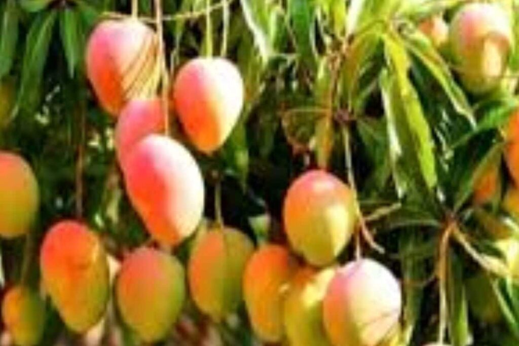 In North 24 Parganas, This Man Grows 140 Exotic Mango Varieties In His Garden