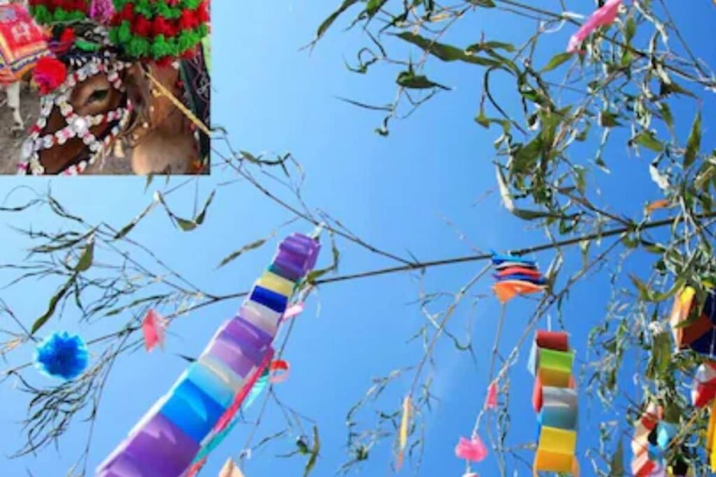 In Telangana’s Adilabad, Bulls Are Decorated And Offered Prayers On Polala Amavasya