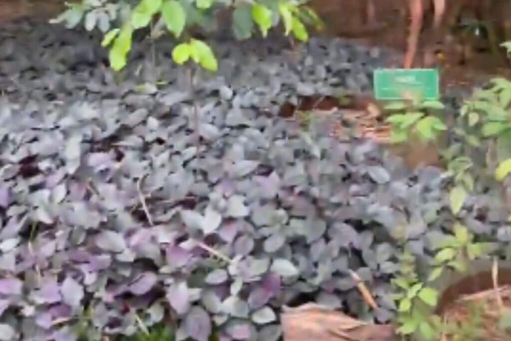 This Bengaluru Park Houses Over 700 Plants Of 103 Different Species