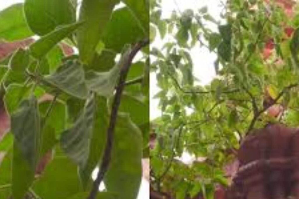 In Karnataka’s Mandya, This 3,000-year-old Plant Is Said To Grant Devotees’ Wish