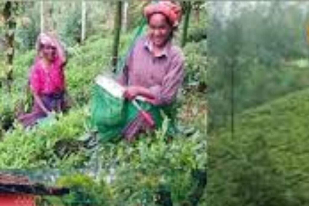 In Tamil Nadu’s Nilgiris, Tea Estate Workers’ Union Demands Basic Amenities