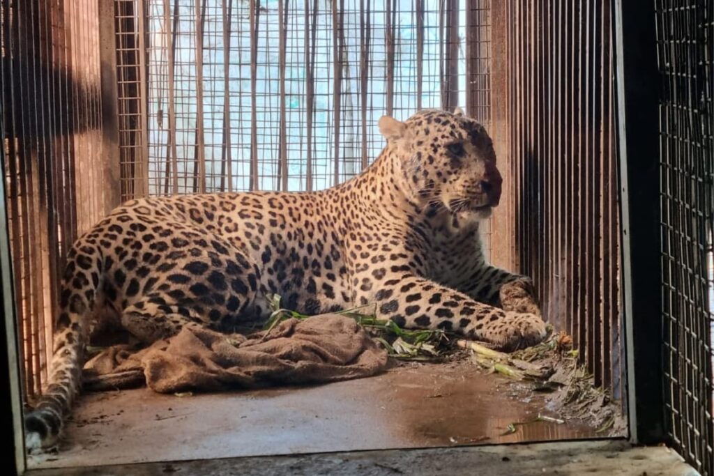 'Nazar Lag Gayi Hai': Man-eater Leopards Give Sleepless Nights To Villagers in UP's Bijnor, Kill 25 In Over A Year