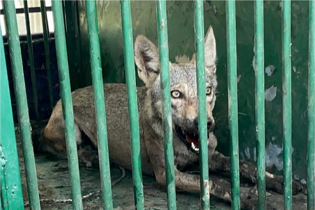 Another Wolf Attack In UP's Bahraich, 11-Year-Old Girl Injured; Hunt Continues for Sixth Predator