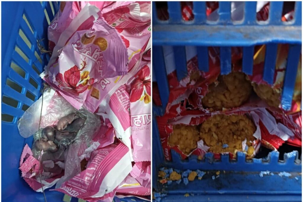 Siddhivinayak Temple Trust Launches Probe After Viral Video Shows Mice on Prasad Packets